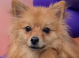 SoCal Pomeranian Rescue Dog Adoption Event (Studio City)