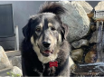 Delaney’s Dog Rescue Dog Adoption Event
