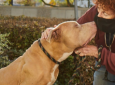 Doggy Dialogue for Dog Families and Fosters