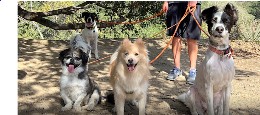 Ready for a Pawsome Adventure?