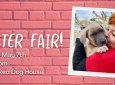 Rescue Dog Foster Fair