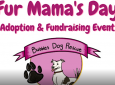 Fur Mama’s Day Adoption & Fundraising Event