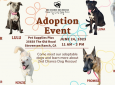 Dog Adoption Event at Pet Supplies Plus