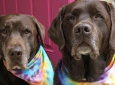 Craftyfest Tie Dye Dog Bandanas DIY