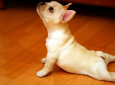 Puppy Yoga in the Park – July 8th at 9:30am