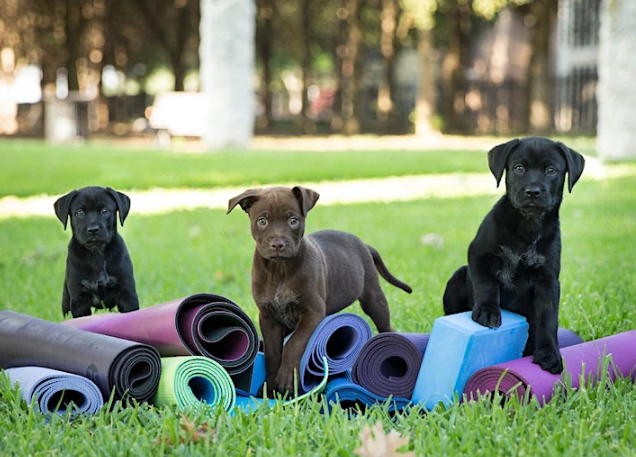 Puppy Yoga in the Park