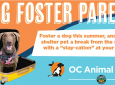 Staycation Dog Foster Training Presentation
