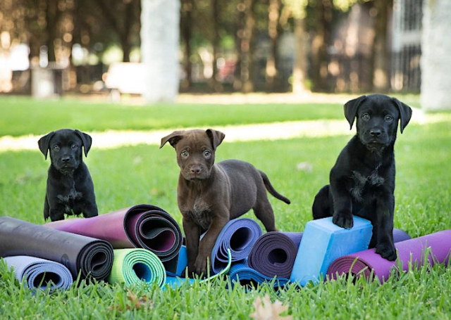 Puppy Yoga in the Park – August 27th at 9:30am