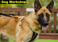 Reactive Dog Workshop