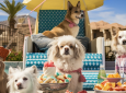 VIP Saturday Dog Beach Club x Day Of The Dog – 5k dog lovers Santa Monica!