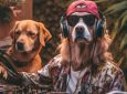 Saturday Dog Disco Club – Dog Brunch w/ special treats @ 1Hotel