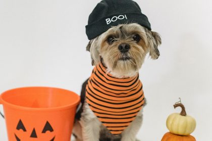 dog pumpkin patch