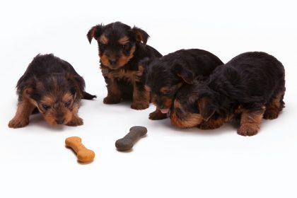 Dry and Raw Dog Food