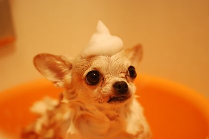 dog grooming importance