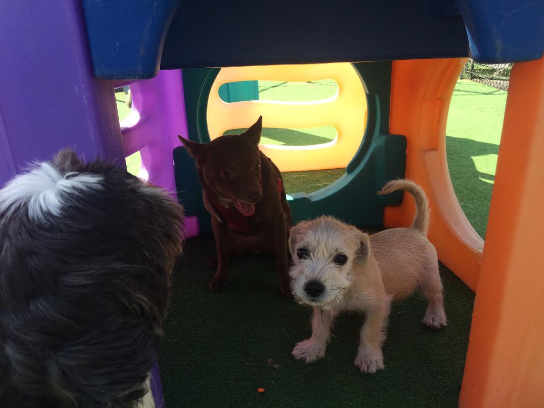 South Park Doggie Daycare and Boarding LAX Westchester / LAX Los Angeles