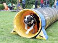 Dog Agility: Intro to Agility