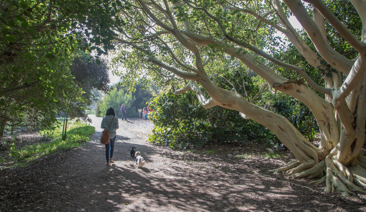 Dog Walk in South Coast Botanic!
