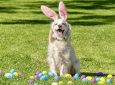 Spot’s Easter Egg Hunt