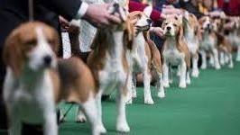 Beagles Sunday Funday! – Santa Monica Airport Dog Park
