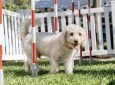 Dog Agility: Beyond the Basics
