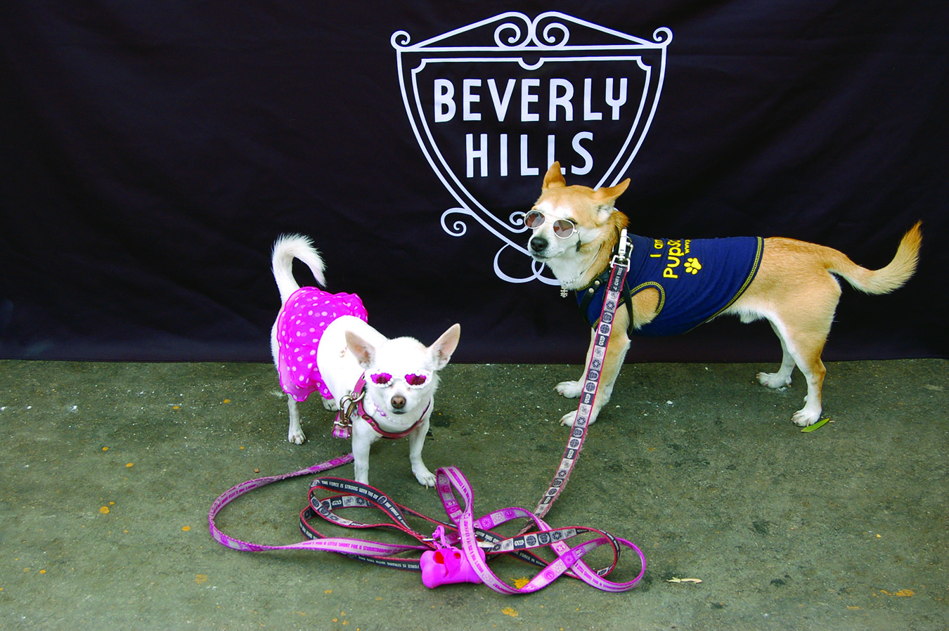 Beverly Hills Community Dog Park
