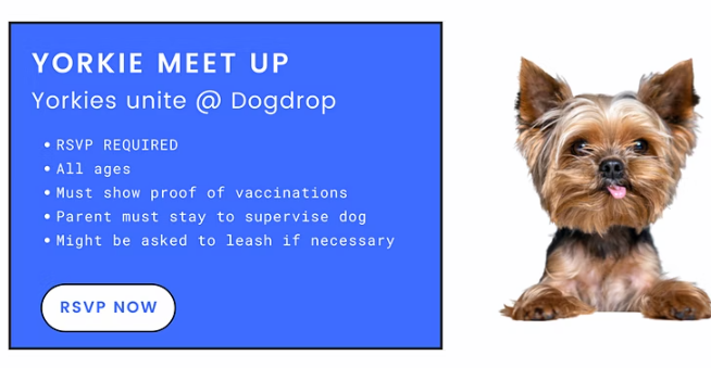 Yorkies at Dogdrop: Saturday Socials at Dogdrop