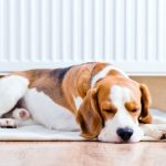 Airport Cities Animal Hospital