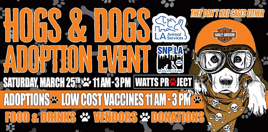 HOG’s & Dogs Adoption Event