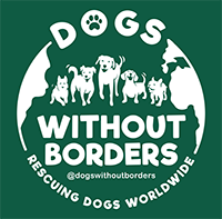 ADOPTION FAIR – Dogs Without Borders