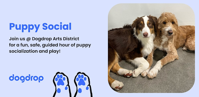 Dogdrop Puppy Social