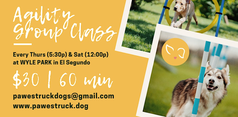 Dog Agility Training Group Classes