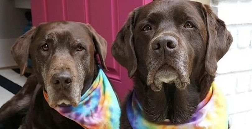 Craftyfest Tie Dye Dog Bandanas DIY