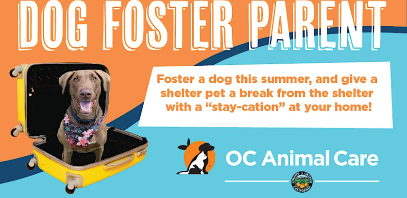 Staycation Dog Foster Training Presentation