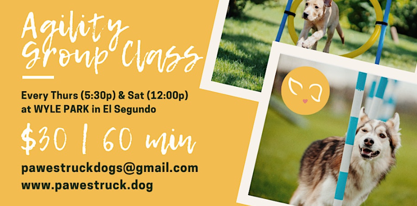 Dog Agility Training Group Classes