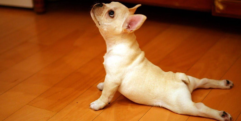 Puppy Yoga in the Park – July 8th at 9:30am
