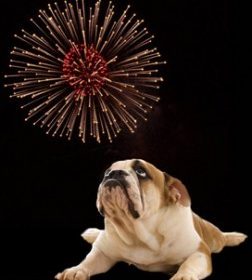 Dog Fireworks
