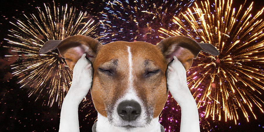 dog fireworks