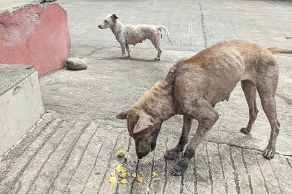 Stray Dogs Philippines