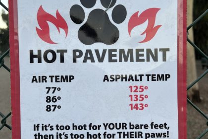 Dog Paws and Hot Pavements