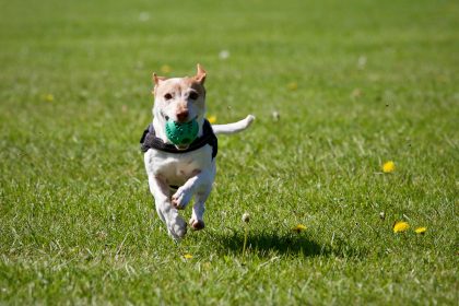 Dog running with ball